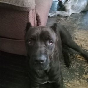 Meet your Posher, Larahh